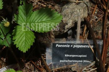 EA349849, Eastpress , Kouvola, Finland